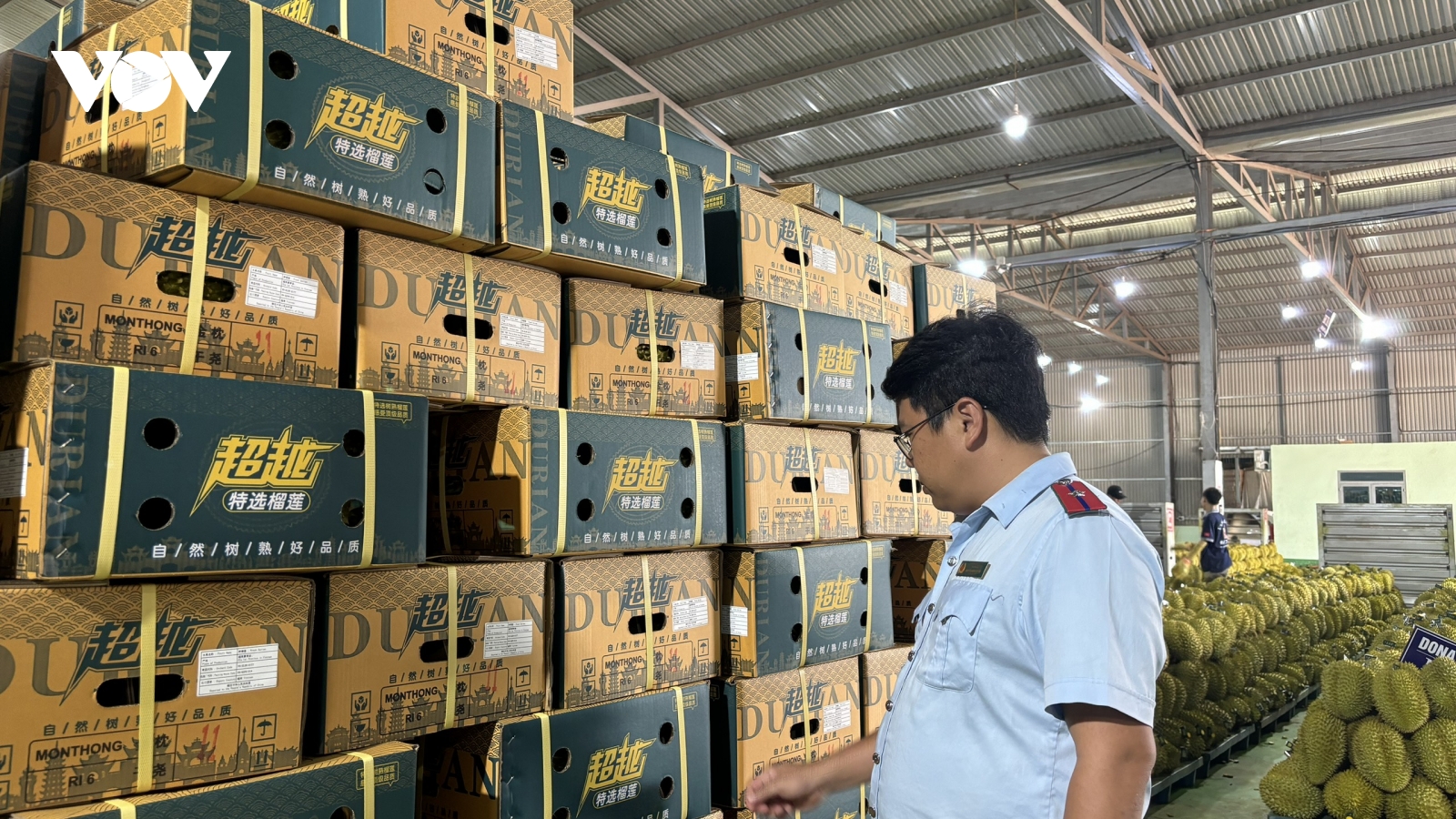 Lệnh truy nã đặc biệt và hồi chuông cảnh tỉnh về quản trị ngành hàng sầu riêng